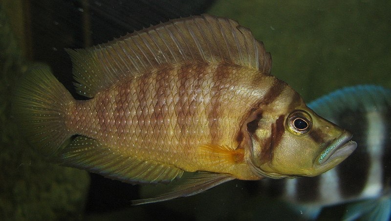 Altolamprologus compressiceps 'Mutondwe Island'